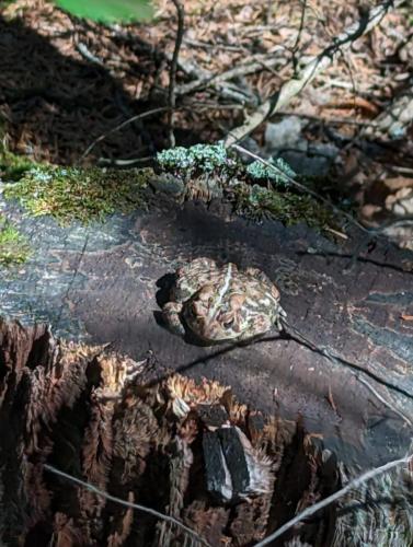 Toad we found on a hike. We had another in our campsite. 